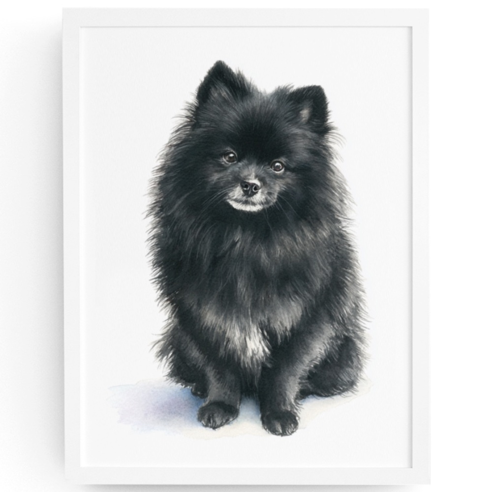 Watercolor Black Pomeranian Dog Portrait Art Print – Unframed Fine Art Poster